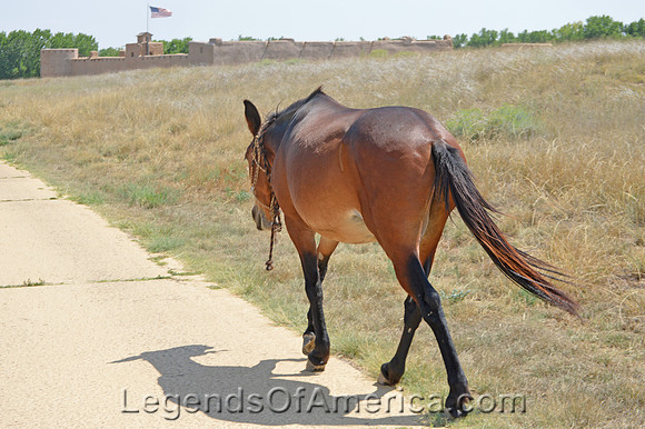 Bent's Fort, CO - Horse - 2