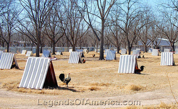 Quemado, TX - Rooster House Farm