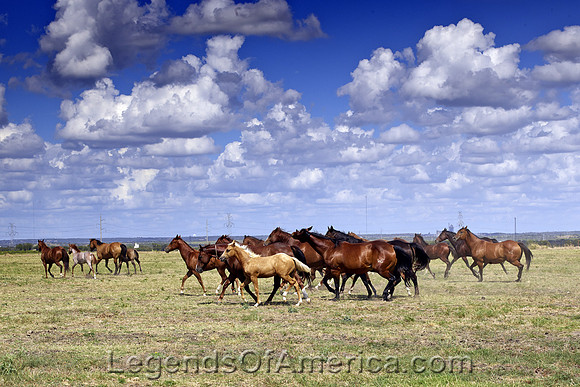 Venus, TX - Cannon Quarter Horse Ranch - 2