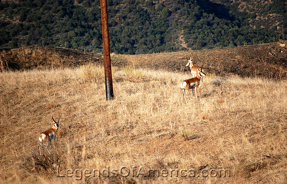 Ludlow, CO - Antelope