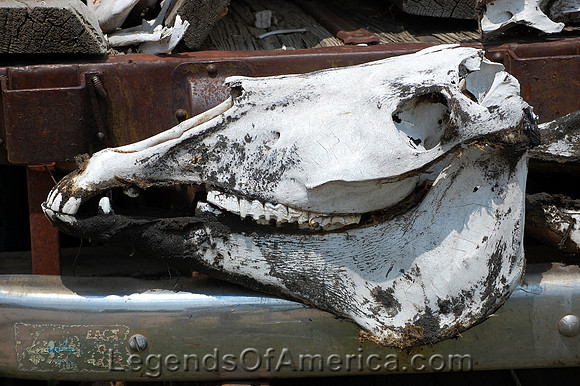 Guffey, CO - Skull