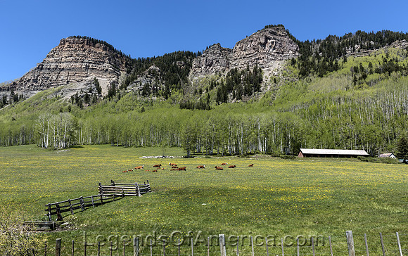 Hermosa, CO - Cattle