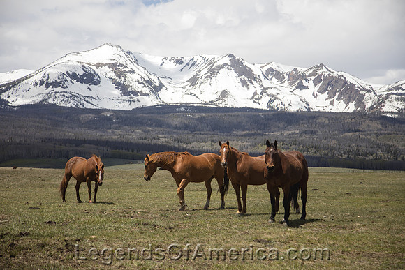 North Park, CO - Horses