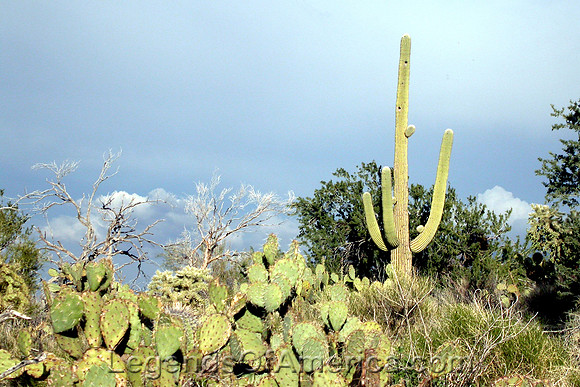 Sagaro National Park, AZ