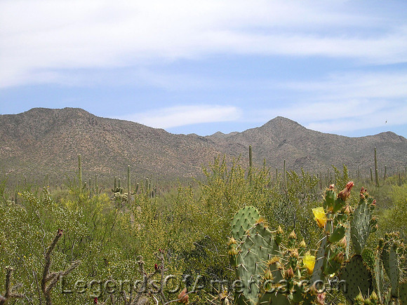 Arizona Desert