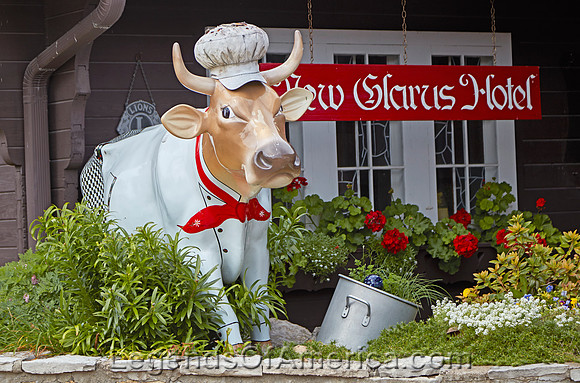 New Glares, WI - Cow