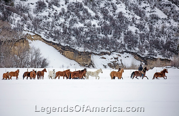 Routt County, CO - Wild Horses