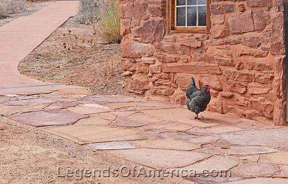 Pipe Spring, AZ - National Monument Chicken