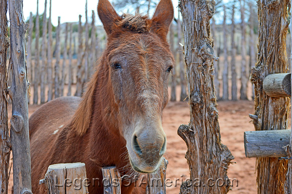 Pipe Spring, AZ - National Monument Horse