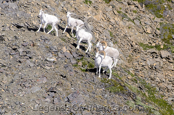 Wrangell-St. Elias National Park, AK - Dall Sheep