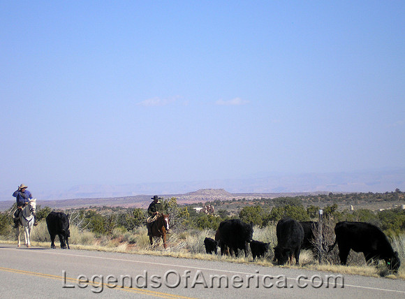 Driving Cattle in Utah