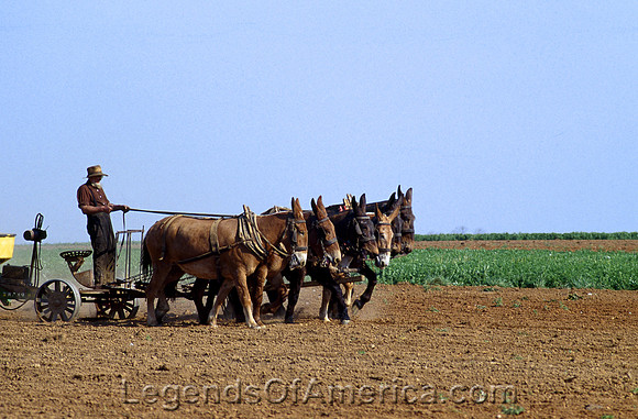 Lancaster County, PA - Amish Farmer