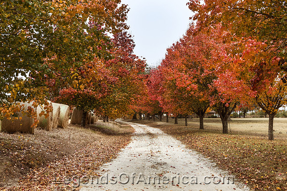Millen, GA - Autumn Scene