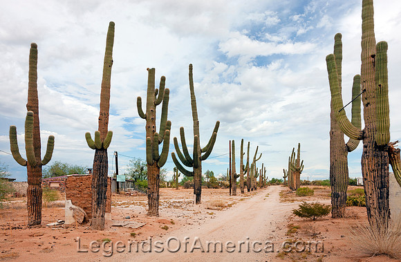 TusconSaguaroCactusDirtRoadHighsmith2008