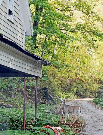 Bramwell, WV - Deer