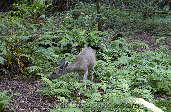 Mill Valley, CA - Muir Woods Deer
