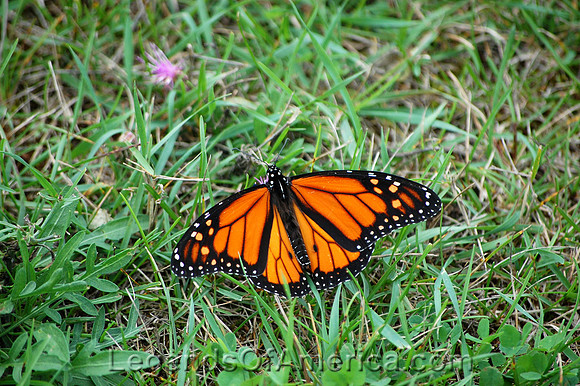 Stonington Peninsula, MI - Peninsula Point Lighthouse Monarch