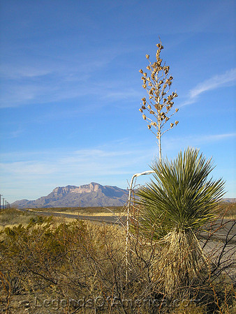 Guadalupe Mountains, TX - Cactus