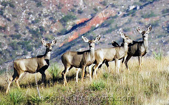 Lake Meredith, TX - Mule Deer