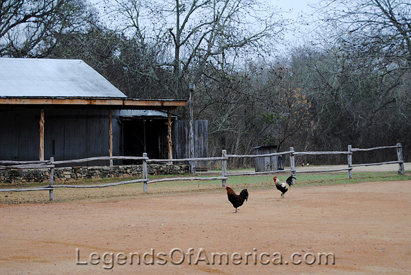 Luckenbach, TX - Chickens