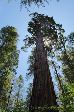 Calaveres Big Trees State Park, CA