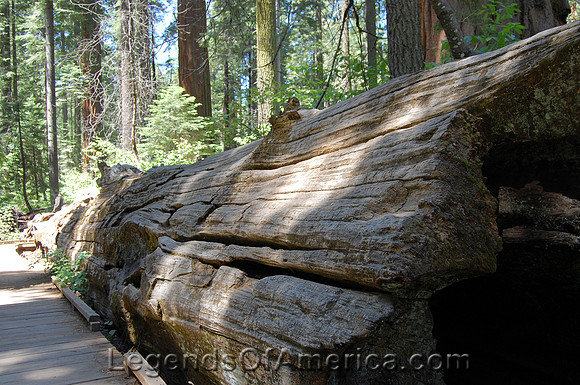 Calaveres Big Trees State Park, CA - 2