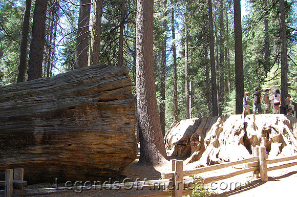 Calaveres Big Trees State Park, CA - Discovery Stump