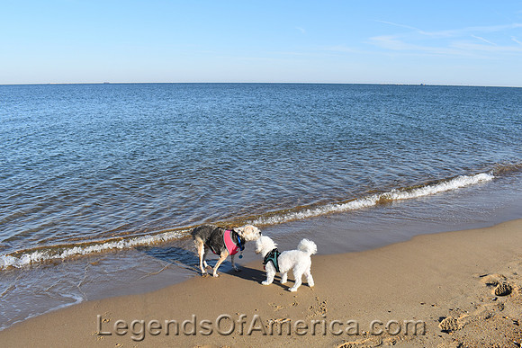 Virginia Beach, VA - Fort Landing State Park Beach Dogs