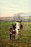 William H Jackson & The Detroit Publishing Co.