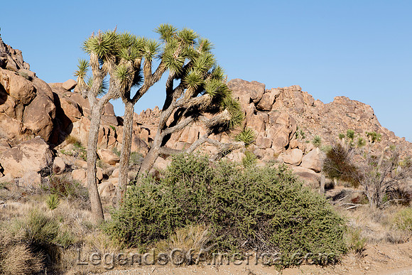 Joshua Tree National Park, CA