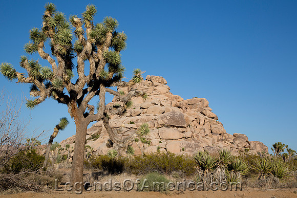 Joshua Tree National Park, CA - Landscape