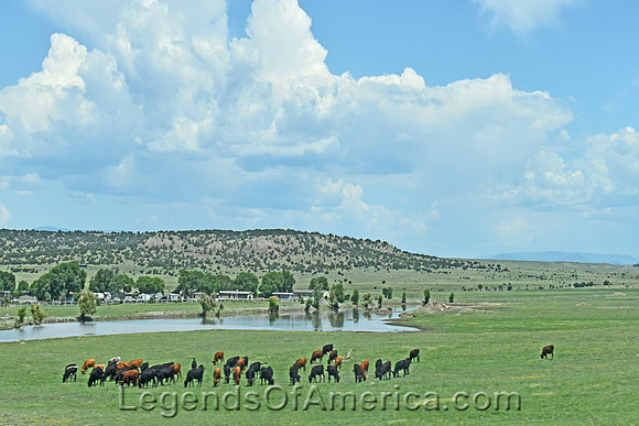 Las Vegas, NM - Cattle