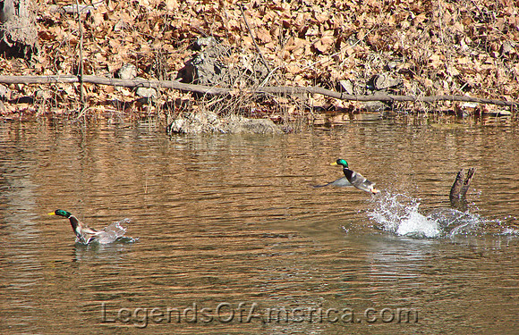 Pomme de Terre Lake, MO - Ducks