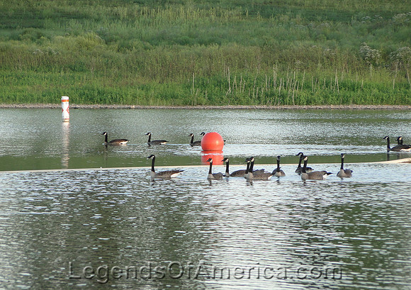 Warsaw, MO - Harry S. Truman Lake Ducks