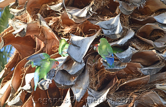Apache Junction, AZ - Palm Tree Parakeets