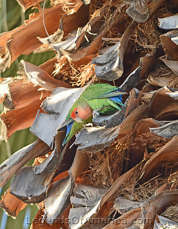 Apache Junction, AZ - Palm Tree Parakeet