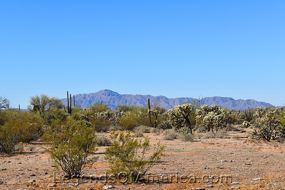 Florence, AZ - Landscape