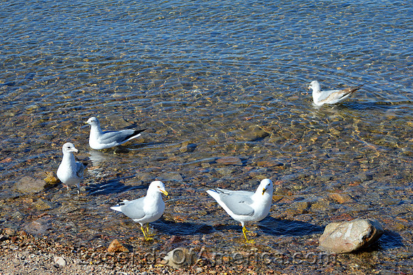 Lake Mead, NV - Boulder Beach Seagulls - 2