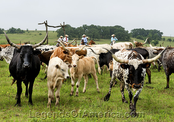 Chappel Hill, TX - Lonesome Pine Ranch