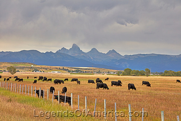 Tetonia, ID - Cattle CarolHighsmith2022
