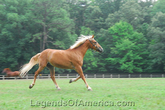 Washington, D.C. - Rock Creek Park Horse
