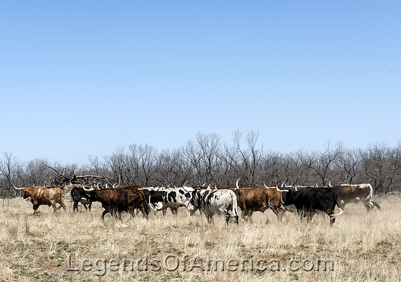 Fort Griffin, TX - Longhorns