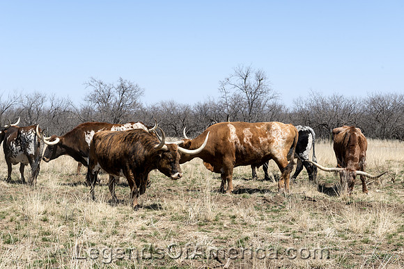 Fort Griffin, TX - Longhorns