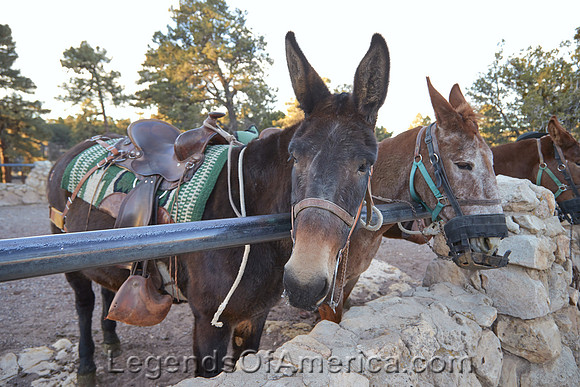 Grand Canyon, AZ - Mules