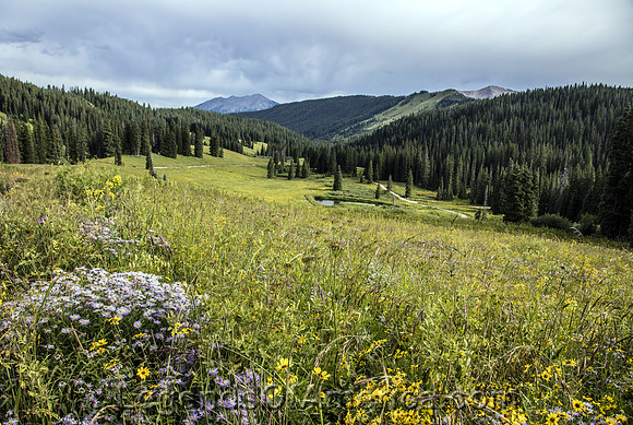 Gunnison County, CO - Meadow