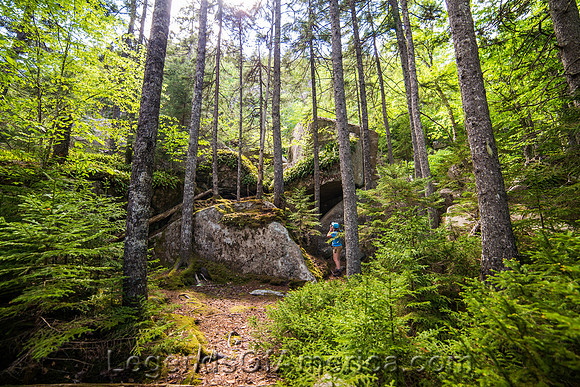 Acadia National Park, ME - Forest