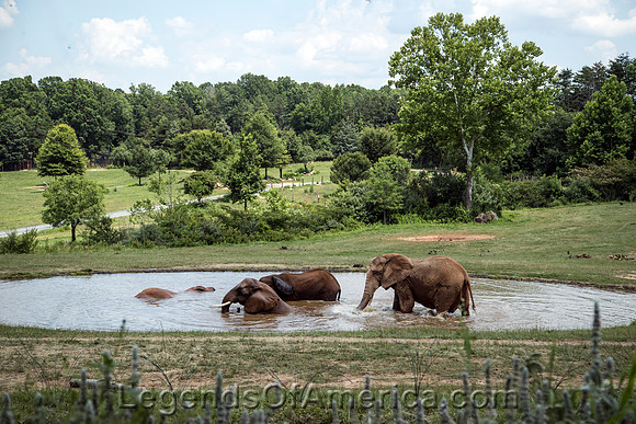 Asheboro, NC - Zoological ParkElephants