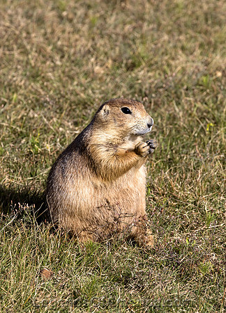 Devils Tower, WY - Prairie Dog