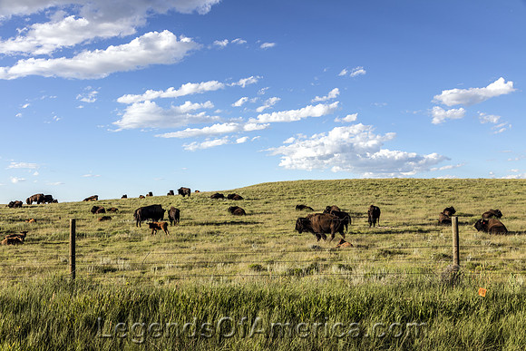 Bison herd in Weld CountyCOHighsmith2015
