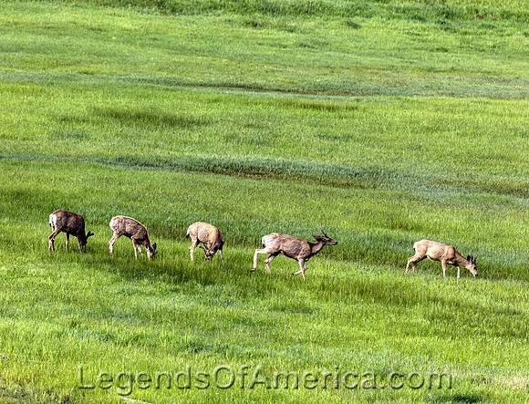 Buffalo Creek, CO - South Platte River Valley Deer